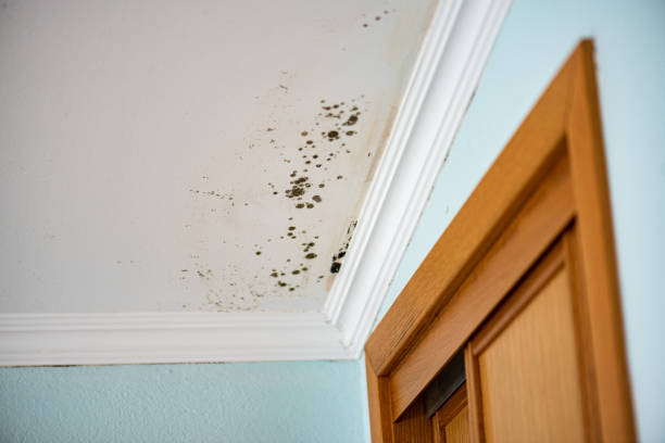 Best Best Mold Removal Companies  in Clearlake Oaks, CA