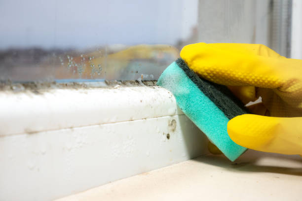 Best Mold Removal Process  in Clearlake Oaks, CA