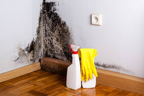 Best Best Mold Removal Companies  in Clearlake Oaks, CA